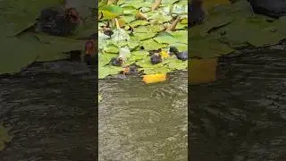 МИЛОТА водяной курицы #птицы #birds #лысуха
