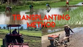 RICE PLANTING | PromdiChannel