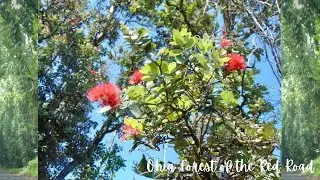 Ohia Forest of the Red Road in Hawaii