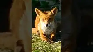 Fox Watch