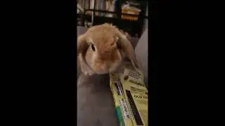 Available for adoption: bunny fluffle Rain, Remi & Roxanne are ready to hop into their forever home
