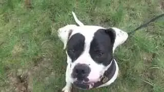 Rescue Remedies Dog Rescue - Edie walking