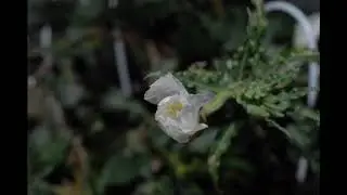 Time-Lapse: Oenothera tetraptera Bloom