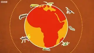 Invasive insects chomping through African farmers' profits - BBC What's New