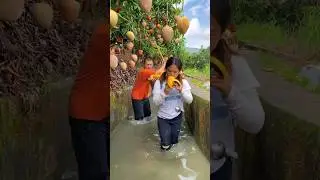 Amazing Delicious Sweet Mango Fruits Harvest from Farm | Rural Farmers activities #fruit #mango
