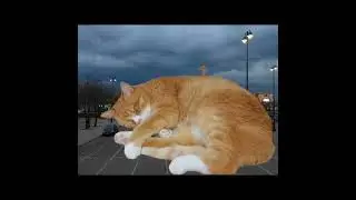Спящий котик #cat #cats #stopmotion #digital