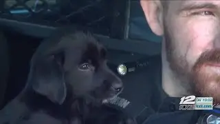 Denison police officer saves puppy thrown from moving car