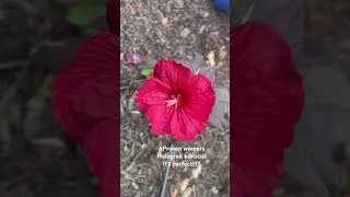 #provenwinners Holygrail Hibiscus #Short#Fall beautiful plants !!!