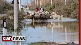 ‘Delet ngecën 1 metër nën ujë’, ushtria shpëton bagëtitë në Fier