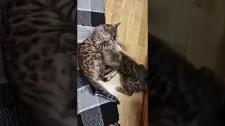Paws 🐾 and punches🥊