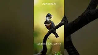Bird Photography shorts | Arif Photography BD | #birdphotography #nature #arifphotographybd #shorts