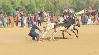 Bull race Khad Factory Champion Dabba Kotiya👑❤️