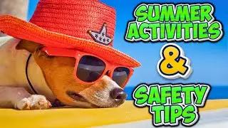 Beat the Heat: 4 Fun Summer Activities & Safety Tips for Your Dog 🐶☀️