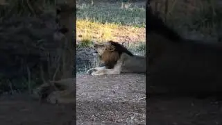 Mating call of lions