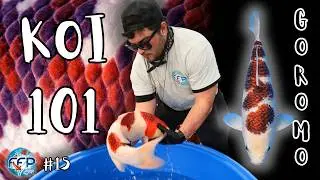 Объяснение принципа Горомо | Художник Кои