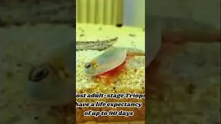 This animal forgot to evolve   of their race!! #shortsviral #pets #shorts  #amazingcreatures