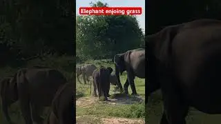 🥰Enjoing grass🥰 #elephant #elephantsong #elephantattack #elephantearplant #elephantlife #nature