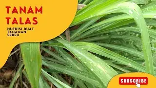 NUTRISI BUAT TANAMAN SEREH