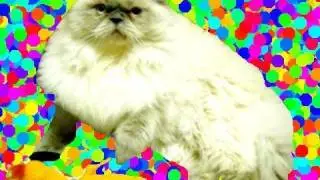 Mouchois:  Hey! That's My Toy! (Cats Steal Dog's Toy)
