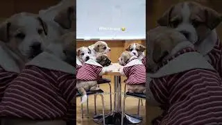Cute pets in meeting 😂 #funny #shorts