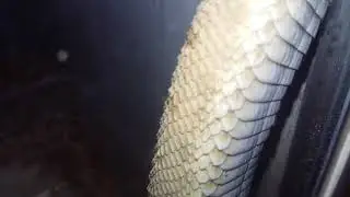 Cerastes cerastes (рогатая гадюка) стремится вверх!