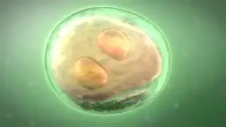 Technique De La Micro-Injection De Spermatozoïde (ICSI)