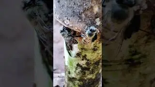 Abelho Europa coletando &aacute;gua para a comeria, se increva no canal 👆🏻👆🏻🙏🏻..