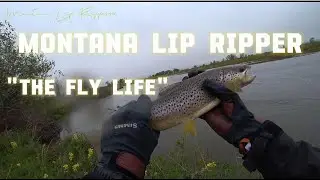 72 Hours Nicotine Free | QUITTING SMOKING UPDATE | Camping | Catching a Big Brown On a Streamer.
