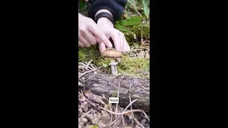 Amanita &ldquo;warts&rdquo; (Amanita pantherina)