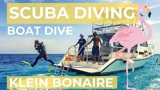 Scuba diving around Klein Bonaire with Buddy Dive!
