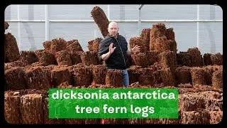 Dicksonia Antarctica: The Perfect Jungle Plant for Your Garden