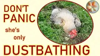 Пылевые ванны &mdash; странно, но, естественно, полезно для кур