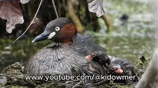 Will there be a third? LITTLE GREBE Nesting Day 2 post hatching - 19th Dec