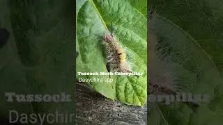 Tussock Moth Caterpillar | White spotted Tussock Moths | Painted Pine Moth | Plant Detective #Shorts