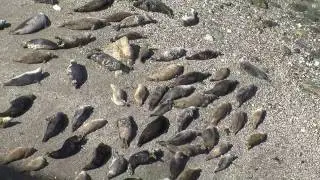 The Grey Seals of Mutton Cove