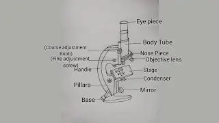 How to Draw Compound Microscope | Easy Biology Diagram for Students