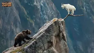 BEAR VS MOUNTAIN GOAT | The Impossible Hunt in the Rocky Mountains &ndash; Full Documentary