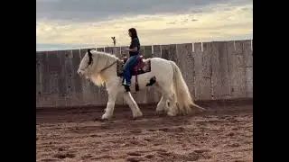 Poncho- 11 Yo Gypsy Gelding. 