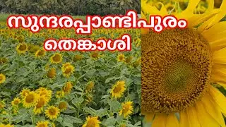 സുന്ദരപ്പാടിപുരം തെങ്കാശി തമിഴ്നാട് 