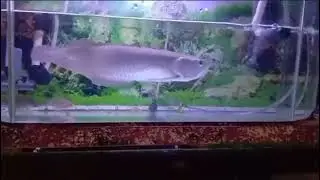 Arwana,ikan arwana silver,ikan hias,predator akuarium,monyet air