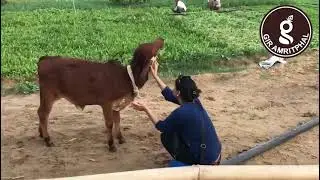 Gir Amritphal | Farm