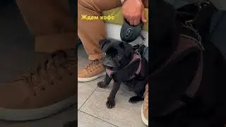 #черныймопс #pug #мопсы #puglife #животные