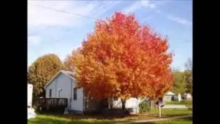 Buy Trees Online $2.99