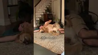 17 year old dog acts like baby