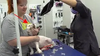 Aggressive Dog??? Yes, Bring Him In for Grooming