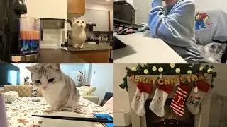 Daily life of Fomo - The last of 2024