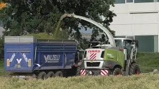 Trinciato Frumento 2018 | Wheat Silage 2018 | Stagnati