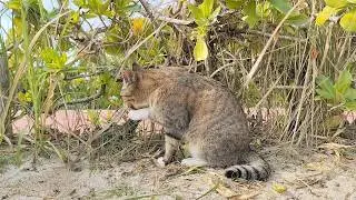 2025.12.2 猫巡り ビーチ猫のビビちゃん食後のリラックス