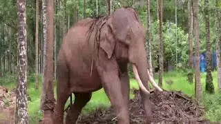 ഇടഞ്ഞ ആനയെ പറമ്പില്‍കെട്ടി സ്ഥലം ഉടമ കുടുങ്ങി| Kozhikode | Elephant