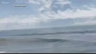 Sharks seen jumping out of water, feeding on fish at Myrtle Beach